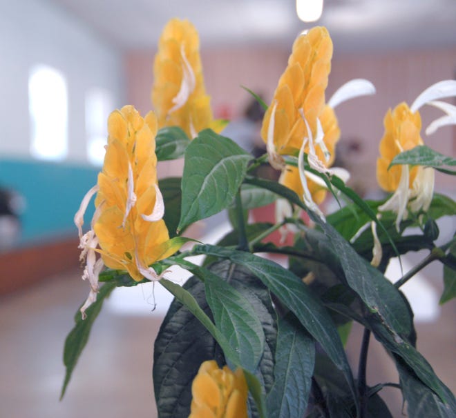This shrimp plant was the grand-prize winner at the Cullom Ag and Jr. Fair flower show.