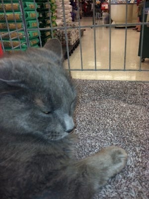HenWen is an adult female long haired russian blue cat. She is shy but likes to be petted.