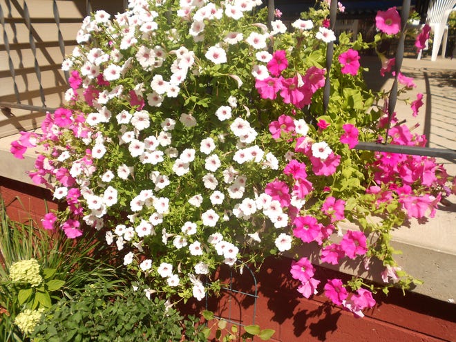 Lewis and Jennifer Kling have brightened their residence with petunias, hyancinth and a trellis planter, garnering them the Canton Bright Spot Award for August 2012.