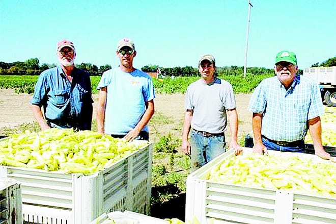 Ken Norton, son Jason and Michael, and father Dale Norton, stand before bins of yellow banana peppers they grow as workers harvest the crop in Bethel Township.