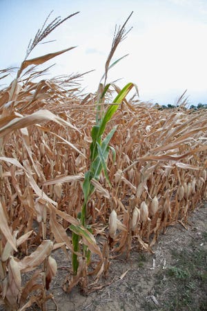 Stalks of corn are seen Thursday in a dry field near Bennington, Neb. Dry conditions have worsened in the key farming states of Kansas and Nebraska even as they eased in other key farming states, as the worst U.S. drought in decades continues, the latest national report said.