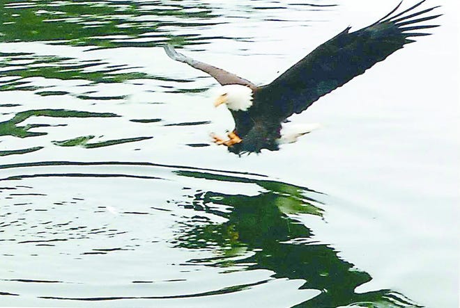 Rollie Layfield of Massillon snapped this photograph during an Alaskan cruise vacation this past May while on a whale-watching boat excursion. The swooping eagle was caught just before it snapped up a fish near the surface of the water to take back to its nest for a meal. Certainly a sight you don’t see every day here in the Midwest. Layfield tells us he surprised himself in capturing the eagle image so clearly in mid-flight on his Nikon Coolpix camera. Thanks for sharing, Rollie!