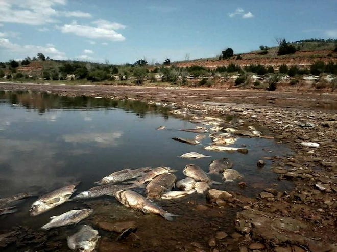 Hundreds of dead fish are on the banks of the Great Salt Plains Lake in Oklahoma.