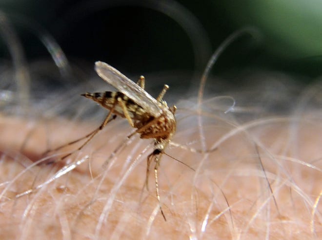 West Nile virus has reached Eastern Connecticut, but the risk is less than you may think.
