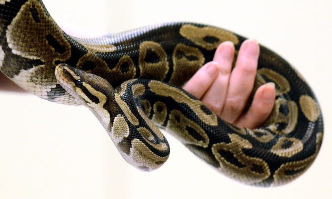 At the Burlington Library in Westampton, Pat Gurgul, an educator with the traveling animal program by Paws Farm Nature Center of Mount Laurel has a Ball Python Snake wrapping around her arm as she shows the children and their parents participating in the hour long program to see.