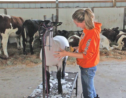 Chelsea Kronemeyer, age 17, of Pickford — a member of the Taylor Creek 4-H Club — prepares Brian for showing in the Market Lamb Class, scheduled for today at 2 p.m.
