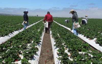 In this May 10, 2011 file photo,     farm workers    weed strawberry rows on a field outside Salinas, Calif. With temperatures climbing over 110 degrees recently in California  ’s crop abundant Central Valley and state regulators investigating fo  ur possible heat-related deaths in the fields, farmworker advocates are pushing for a bill that would strengthen the state  ’s already stringent heat illness regulations.  At least 16 farmworkers have died of heat-related causes since 2005 when California ad  opted the rules for providing shade and water. (AP Photo/Gosia Wozniacka, File)