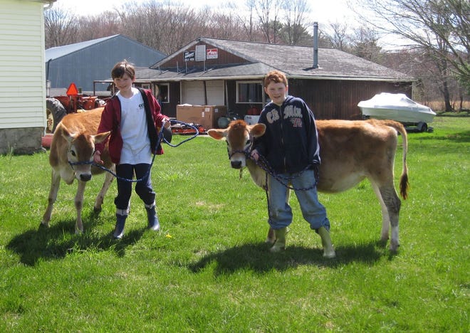 Dan Clapp, left, and his brother Trevor, of Norton show cows at agricultural fairs as part of their involvement in 4-H.