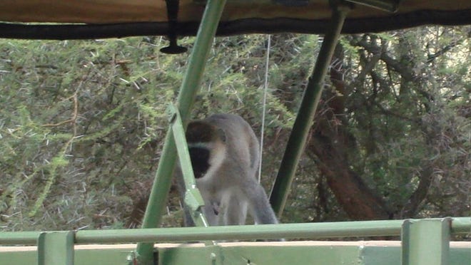 When Carolyn Barkley found her Fritos filched in Tanzania's Tarangire National Park, the culprit turned out to be this vervet monkey, an expert at entering tour vans through their open roofs.