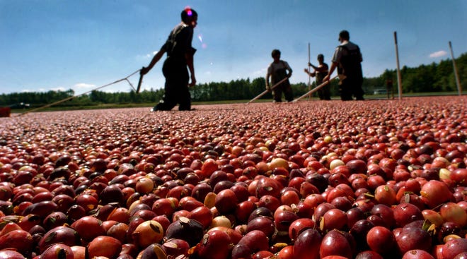 Workers in Carver harvest berries for Ocean Spray in 2006.