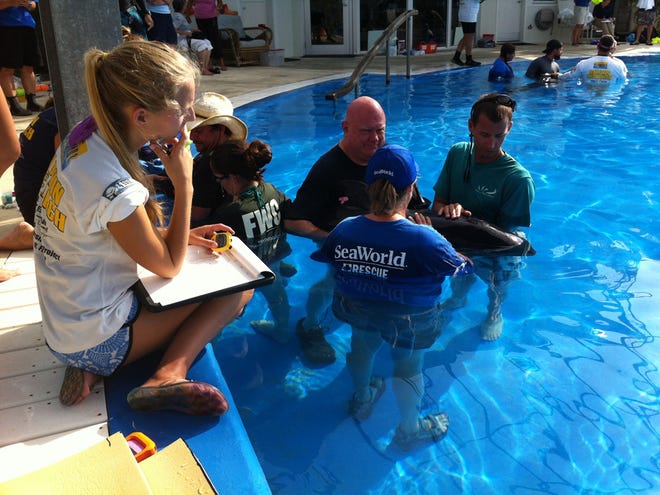 In this photo provided by SeaWorld Parks & Entertainment, people attend to one of five rescued pilot whales on Sunday at Florida Atlantic University's Harbor Branch Institute in Fort Pierce. (AP Photo/SeaWorld Parks & Entertainment)