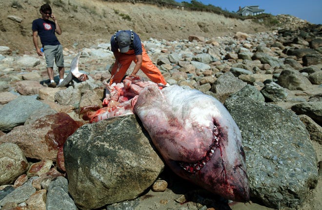 Researchers investigate the carcass of a great white shark that washed up in Westport, just over the state line from Little Compton, R.I., on Saturday. The discovery forced Little Compton officials to close Goosewing Beach and South Shore Beach to swimming until further notice.