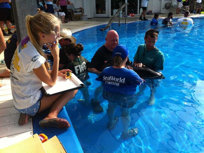 In this photo provided by SeaWorld Parks & Entertainment, people attend to one of five rescued pilot whales Sunday, Sept. 2, 2012, at Florida Atlantic University's Harbor Branch Institute in Fort Pierce, Fla. The five whales were among a group of 22 whales beached in South Florida on Saturday. The rest died of natural causes or had to be euthanized. (AP Photo/SeaWorld Parks & Entertainment)