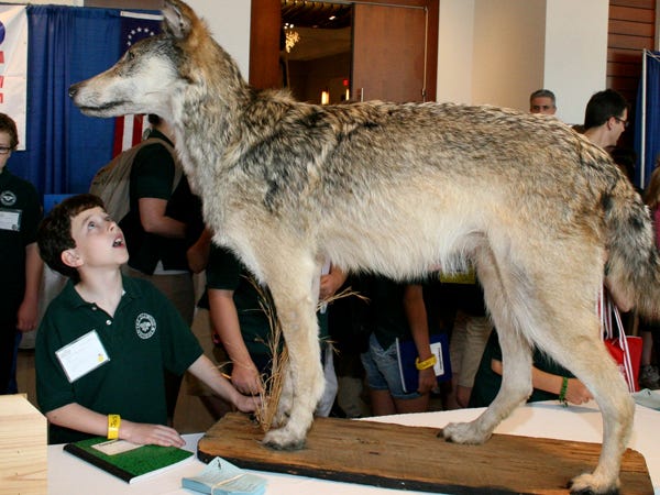 A young man investigates a stuffed wolf during the Kids Gone Wild event March 16. Photo courtesy of John Braswell