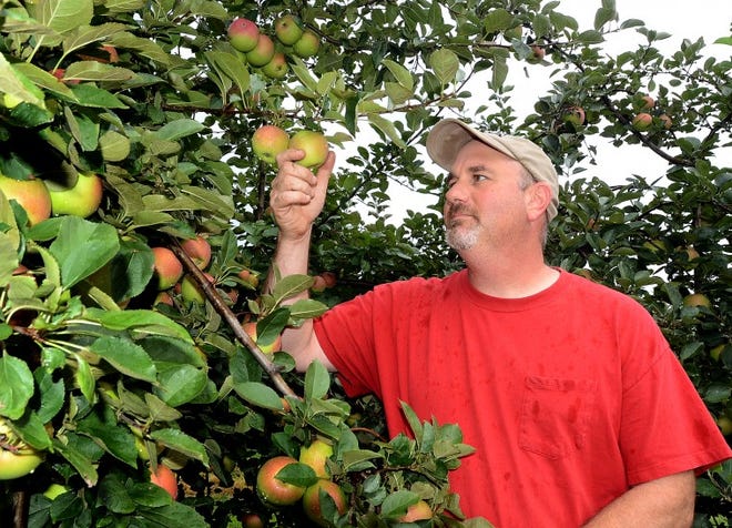 Ross Kiesling, owner of Strawberry Hill Farm in Chesterfield checks his good crop of Stayman Winesap apples growing in his orchards.