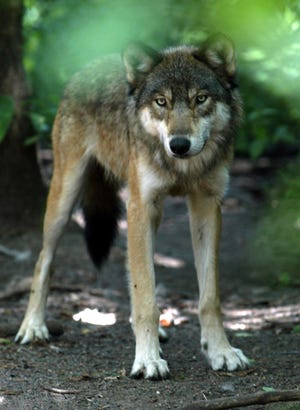 In this file photo, a gray wolf checks out it's surroundings, at the Wildlife Science Center in Forest Lake, Minn.
