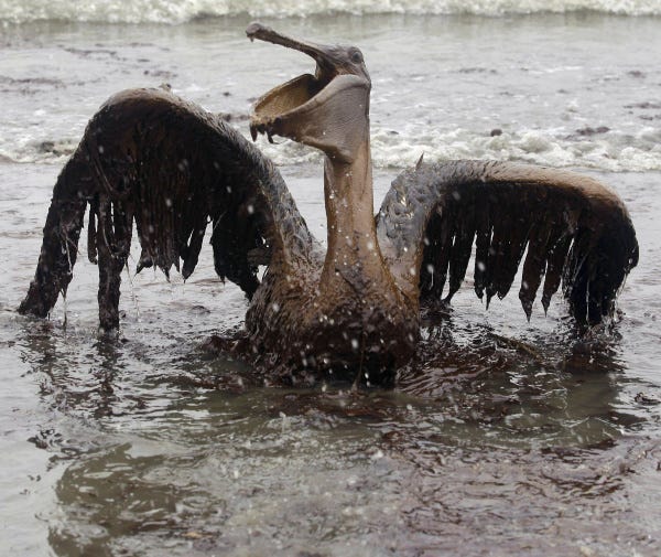 In this June 2010 photo, oil coats a pelican on the beach at East Grand Terre Island off the Louisiana coast.
