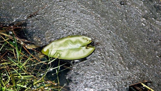 A sludgy slime surrounds a leaf floating in the lake in the Huntington Woods development.