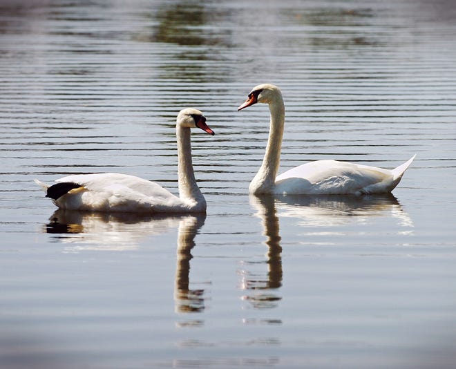 Two swans swim in Sunset Lake in Braintree.