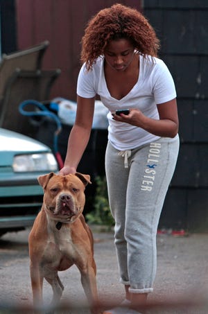 Police shot this pit bull, "Capone," in the leg, shown with an unidentified woman, after police say it charged at neighbors and officers unprovoked, and bit a woman walking by on Prospect Street in Brockton on Tuesday, Sept. 11, 2012.