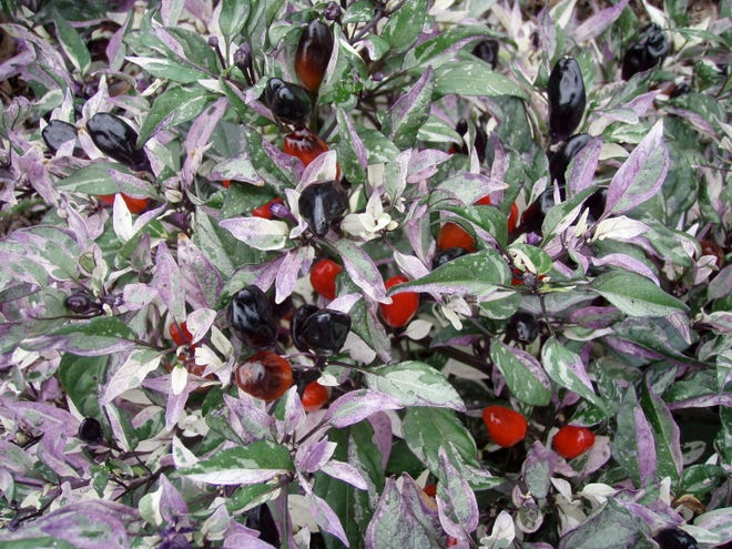 ‘Calico’ ornamental pepper presents multiple shades of foliage and fruit, and is a great example of the color impact this group of plants can bring to a garden or landscape.