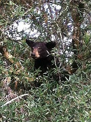 Black bear eating acorns recently in an Ocala roadside tree.