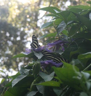 Zebra Longwing butterflies at rest on a passionflower.        Photo by Barbara Jackson for Shorelines