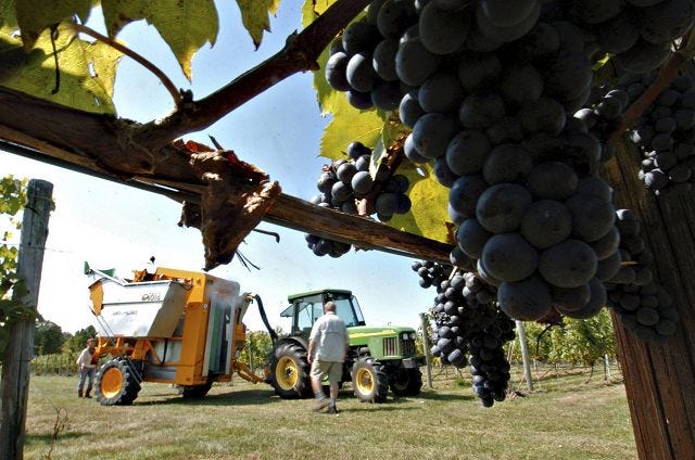 John Huff/Staff photographer 
A Gregoire Model 55 harvester collects ripe grapes from the vines at Flag Hill Winery and Distillery in Lee Monday.