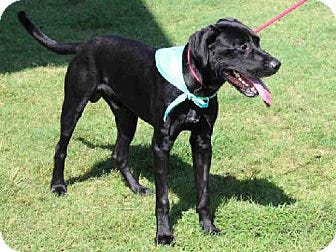 Colt is a 2-year-old black lab. He would enjoy a large yard to play in and would do great with an active family. For a running companion, stop by the Edmond Animal Welfare shelter. Colt weighs about 70 pounds.