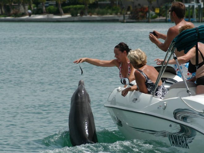 A group of boaters feed Beggar the dolphin illegally near the Albee Road Bridge. (Photo courtesy Sarasota Dolphin Research Program, taken under NMFS Scientific Research Permit No. 15543)