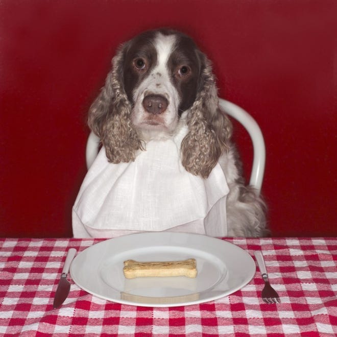 Dog Sitting by Plate with Dog Biscuit ca. 2003