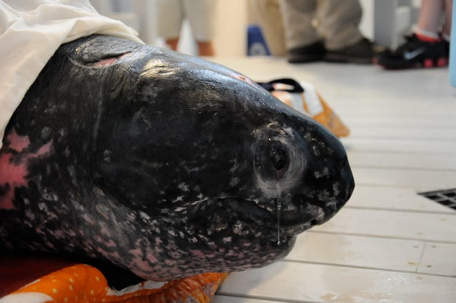 This 655-pound leatherback sea turtle is being treated at New England Aquarium’s Marine Animal Care Center in Quincy. It was found Wednesday night on a mud flat in Pamet Harbor in Truro, near the tip of Cape Cod.