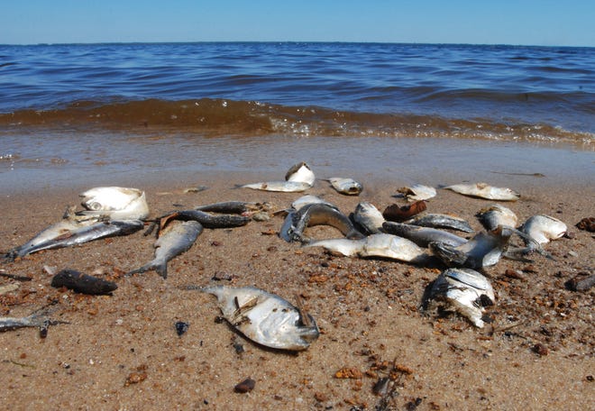 Atlantic menhaden lay dead on Flanners Beach on Tuesday after an apparent fish kill on the Neuse River.