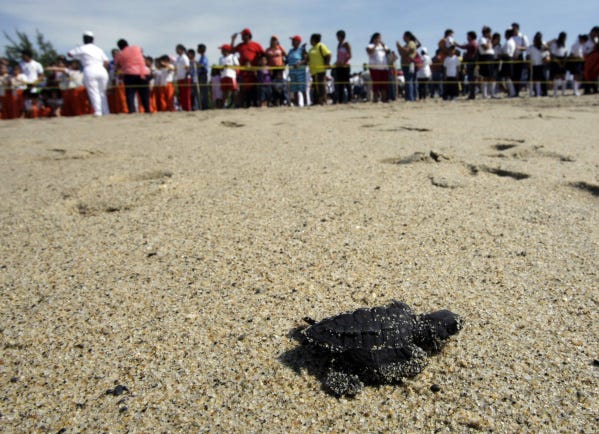 An olive ridley hatchling crawls toward the Pacific Ocean after the sea turtle was released in coordination with the Mexican navy in Salina Cruz in the state of Oaxaca. Mexican naval personnel and conservationists released 4,000 turtle hatchlings yesterday. The navy had taken the eggs from nests to protect them from looters. The eggs are part of the traditional diet in Oaxaca, where markets openly display them alongside turtle meat despite laws prohibiting their sale.