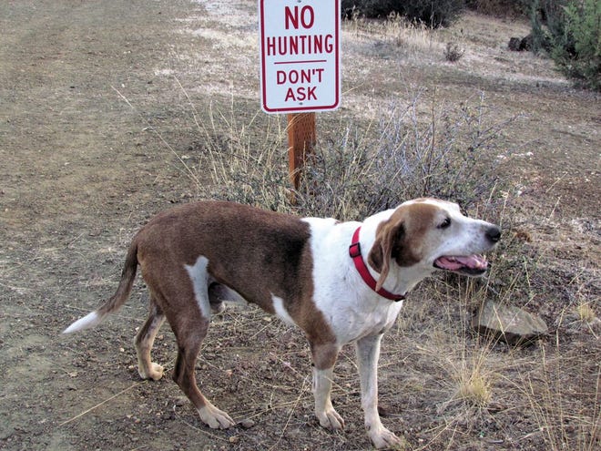 Fred, a coonhound, strolls past a “No Hunting” sign in the Klamath National Forest during his evening walk. Fred is a former Siskiyou County hunting dog who was rescued after being let loose by his former owner. Hound owners are being urged to find ways to relocate their animals, and never leave them to fend for themselves. Daily News Photo/Ami Ridling