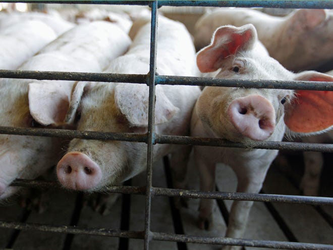 This June, 28, 2012, file photo shows hogs at a farm in Buckhart, Ill. U.S. agricultural economists say that a global shortage of bacon because of this year's drought will not pan out. Their consensus is that consumers will still find their ever-ubiquitous bacon at the supermarket, but they should just expect to pay more for it. (AP Photo/M. Spencer Green, File)