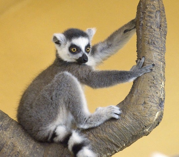Zoo's new lemur part of big, happy family