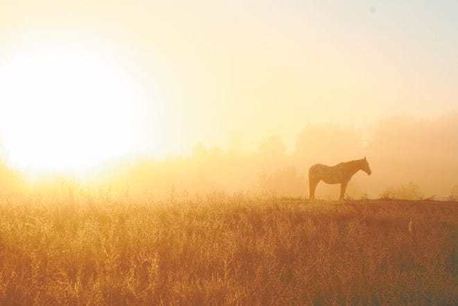 A recent sunrise silhouetted this Cheboygan County horse against a backdrop of morning mist.