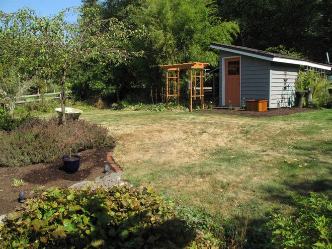 A moisture-starved lawn near Seattle that exhibits stress after a month without rain in Langley, Wash. Dead areas not repaired in the fall will likely be replaced by weeds the following summer.