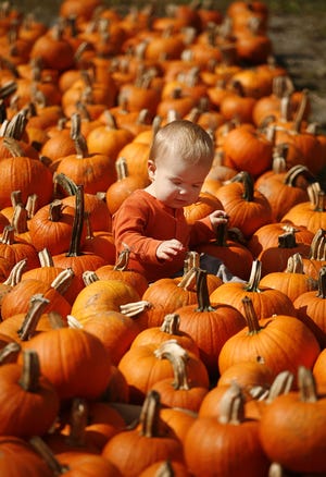 Orange is the color of the day at Penniman Hill Farm on Whiting Street in Hingham, Oct. 1, 2012. Folks are busy picking out pumpkins for the Halloween season.12 month old Kaden Lheureux looks for a pumpkin while at the farm with his dad Seth. They live in South Weymouth.Greg Derr/The Patriot Ledger