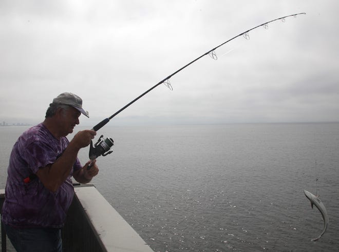 Ralph Horsley from Warrior, Ala. reels in a remora on the end of M.B. Miller County Pier Thursday in Panama City Beach.