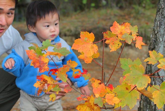 Alex Kim, 18 months, checks out the leaves in the Blue Hills with his dad, Sang, as fall colors begin to show on Monday, Monday, Oct. 8, 2012.
