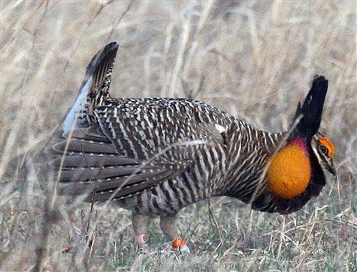 A male prairie chicken displays his best in the Flint Hills in Greenwood County, Kan. Wildlife officials say the lesser prairie chicken is not endangered but is in need of a better managed habitat.