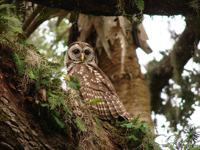 This barred owl is one of Washington Oaks Gardens State Park’s year-round residents.