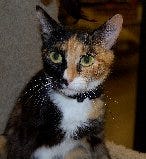 Snickers, a 1-year-old calico/domestic shorthair, is available at Standish Humane Society. Call 781-834-4663.
