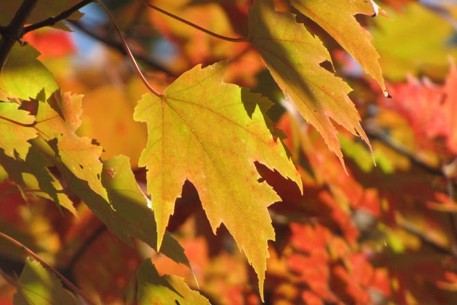 Gilda Kohler sent this photo of fall leaves.