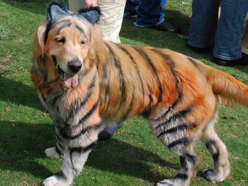 golden retriever superman costume