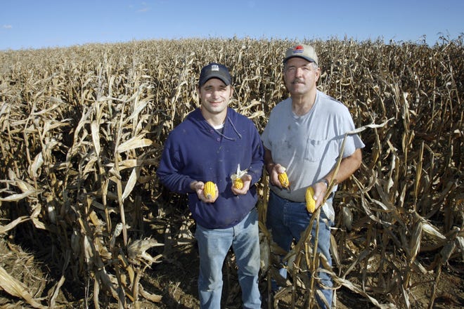 Randy and Dick Pero are shown in their field in Osnaburg Twp. Their plants and ears of corn are half the size they expect them to be.
