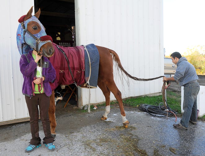 Gwyneth Hamrah, 11, of Columbia holds an American Saddlebred horse named French Phi Thursday as groomer Carlos Vazquez washes the horse’s tail to get it ready for the Hunter Class of The Boone County Fair Society Horse Show. The show begins Thursday at the Central Missouri Events Center and continues through Saturday.