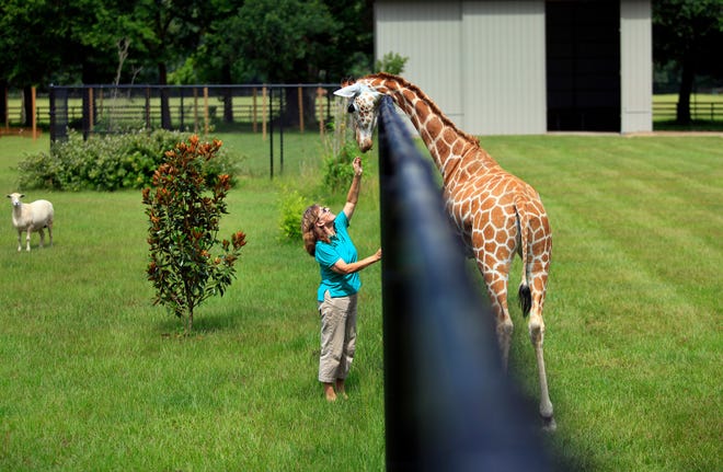 In this Thursday, June 30, 2011 file photo, Christine Janks, president of Carson Springs Wildlife Foundation and Sanctuary, visits her three-and-a-half-year-old giraffe, Grace, as a sheep in her yard stands by in Gainesville. Barry and Christine Janks have slowly grown a population of exotic animals since 2007. Many are abandoned pets or traveling circus animals brought here by the Florida Fish and Wildlife Conservation Commission or animal rescue groups. (AP Photo/The Gainesville Sun, Erica Brough)